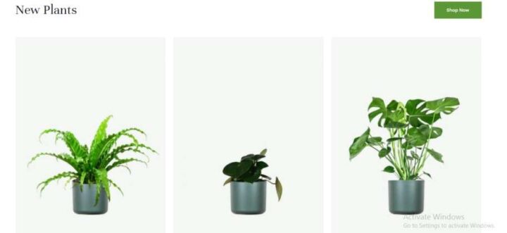 Plant Shopping Website Design