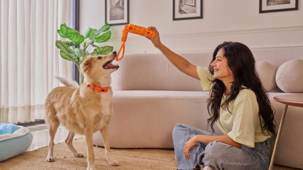 Pet Supply Website Designing Company in Delhi