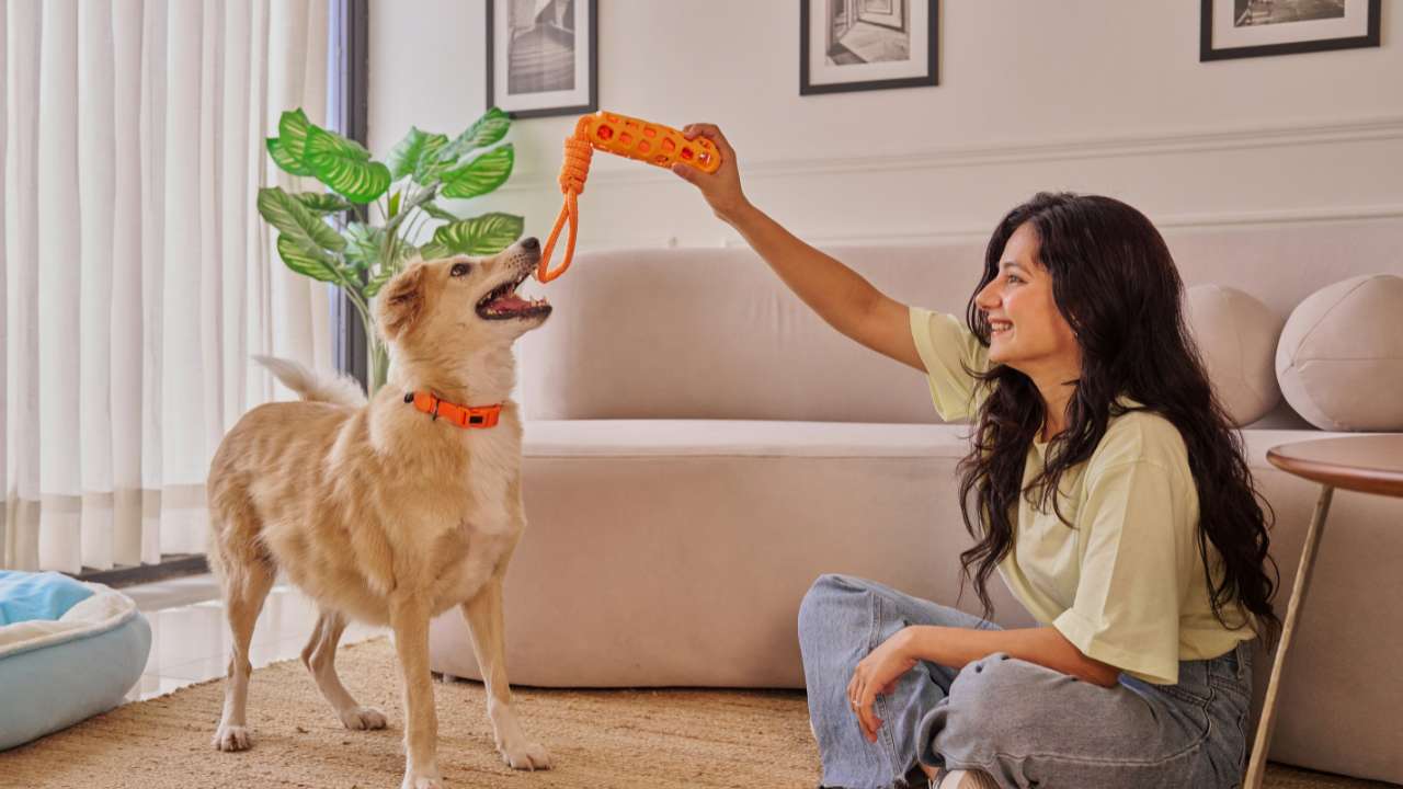 Pet Supply Website Designing Company in Delhi