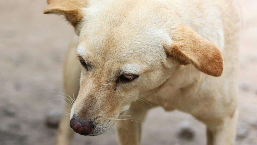 Pet Supply Website Designing Company in Kolkata