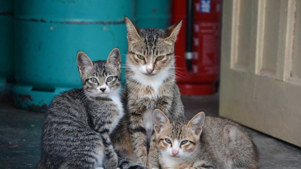 Pet Supply Website Designing Company in Chennai